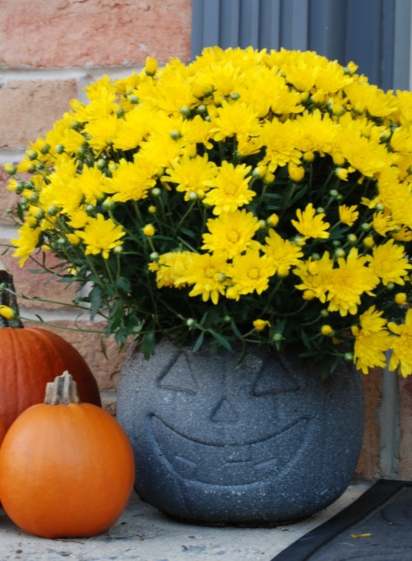 Turn a $1 plastic pumpkin bucket into an awesome stone-look planter with just some specialty spray paint! #31DaysofHalloween
