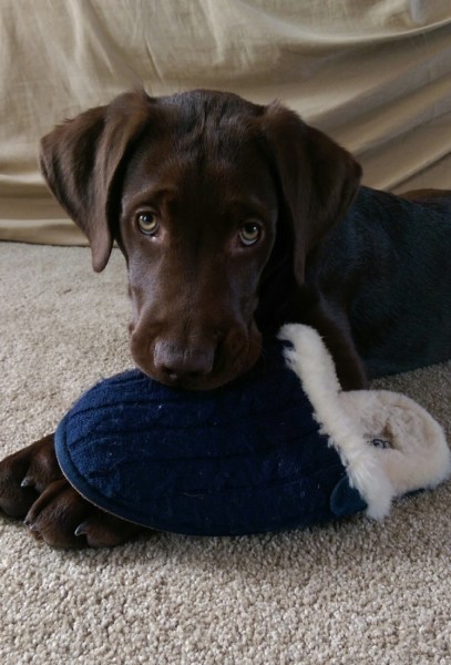 The 10 Best Dog Toys and Chews | Endlessly Inspired