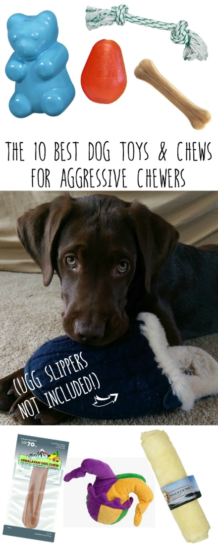 Ten Best Dog Chew Toys They Will Actually Play With