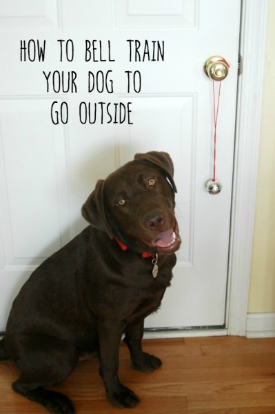 Use Nudges dog treats from @Walmart to teach your dog how to ring a bell to let you know when he has to go outside! #NudgeThemBack #ad