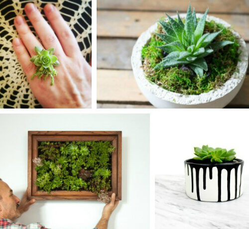 10 Incredible Ideas for Decorating with Succulents