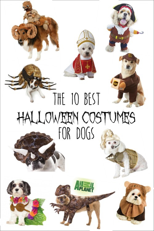 The 10 Best Dog Costumes | Endlessly Inspired