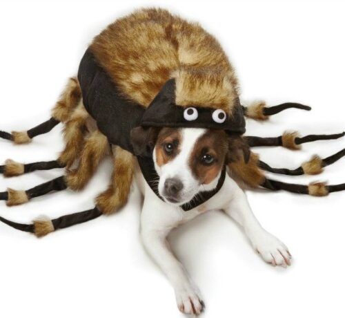 The 10 Best Dog Costumes