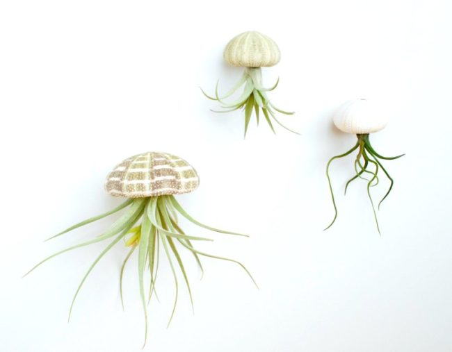 Air Plant Jellyfish Endlessly Inspired