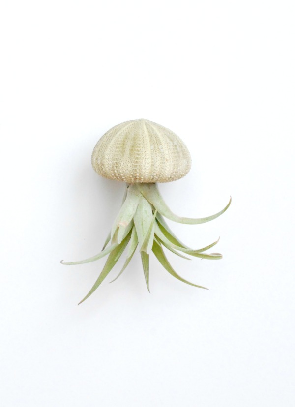 Use air plants and sea urchin shells to make the cutest little air plant jellyfish!