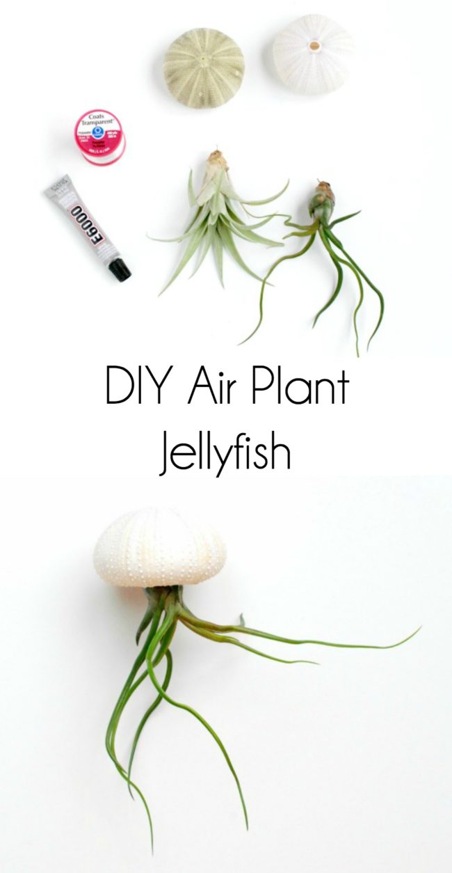Use air plants and sea urchin shells to make the cutest little air plant jellyfish!