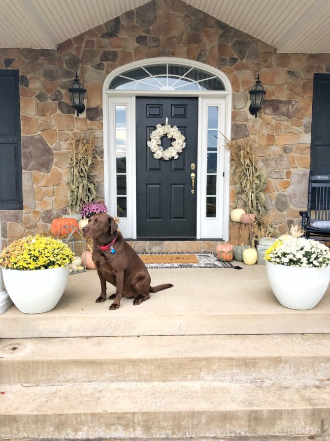 Front porch decorated for fall and a chocolate lab dog.